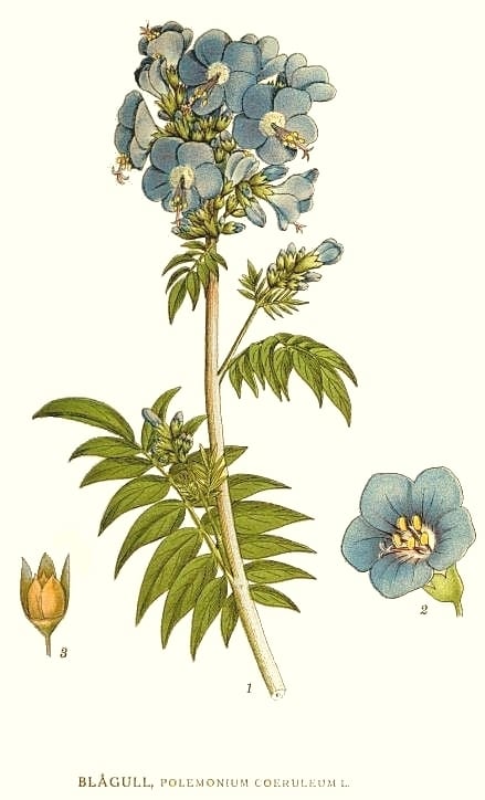 Learn where you can download free botanical prints and create your own works of art for yourself or for gifts.