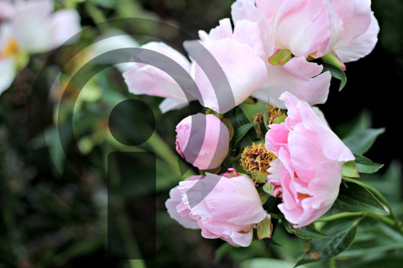 Peonies with podcast icon for this gardening podcasts post.