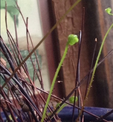 New fern frond growing in a pot.