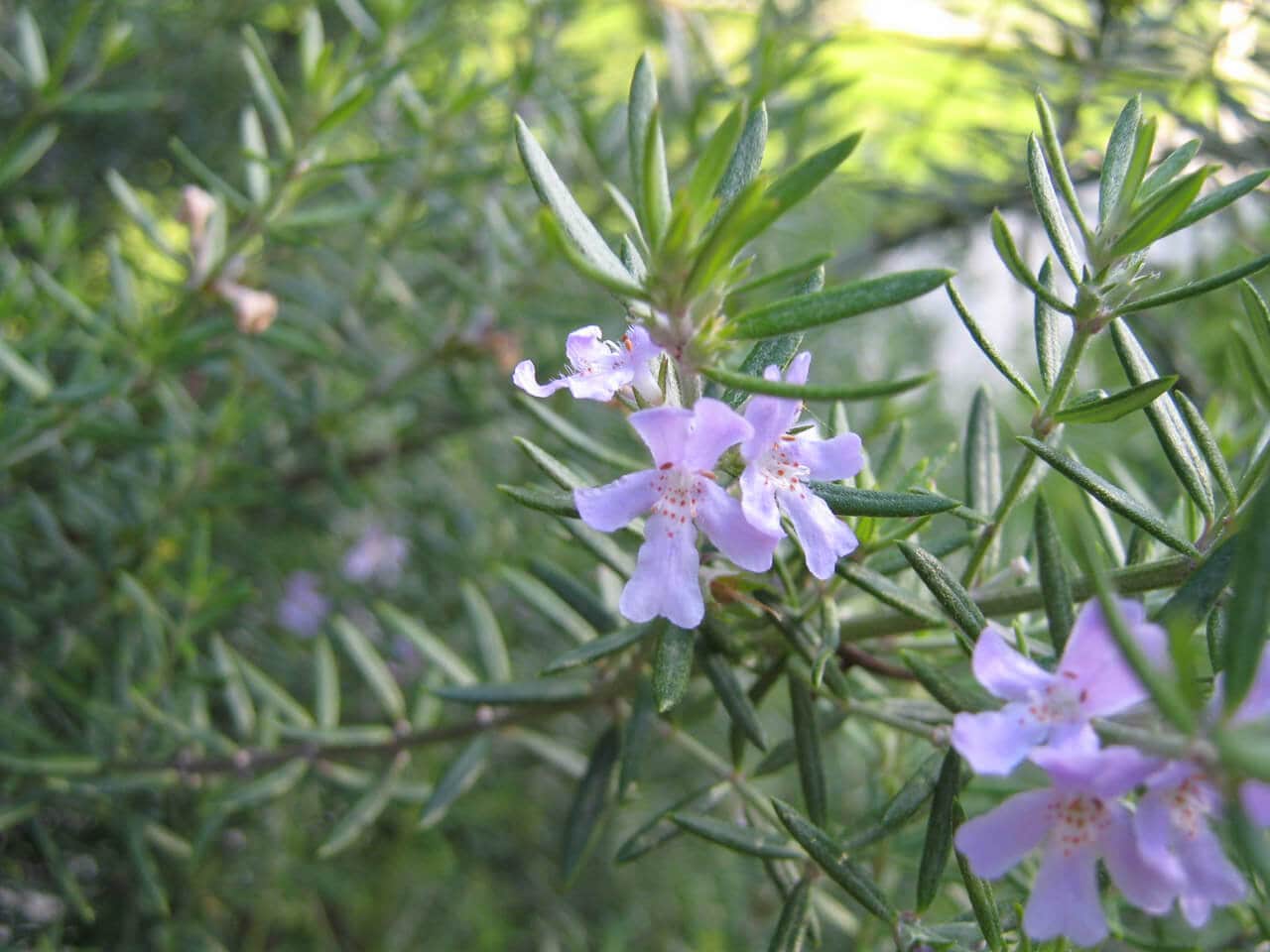 Rosemary plant in flower.