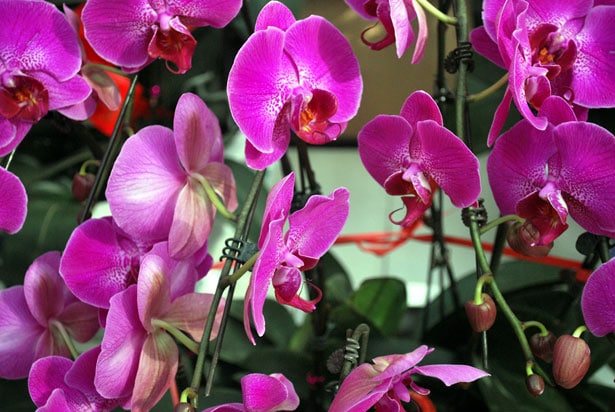 Purple Phalaenopsis Orchid in the store