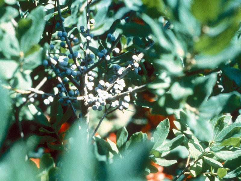 A bayberry shrub.