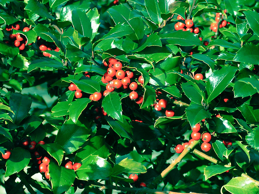 Holly bush with red berries.