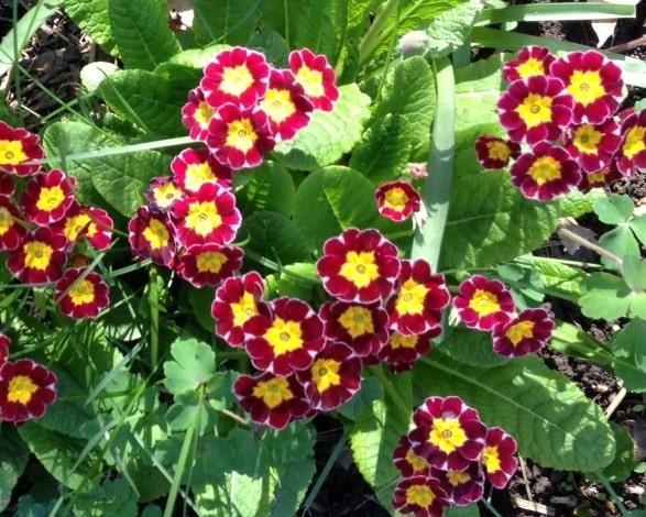 Red primroses with yellow centers.