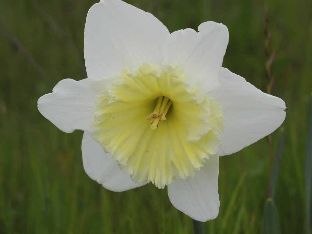 Yellow & White Daffodil
