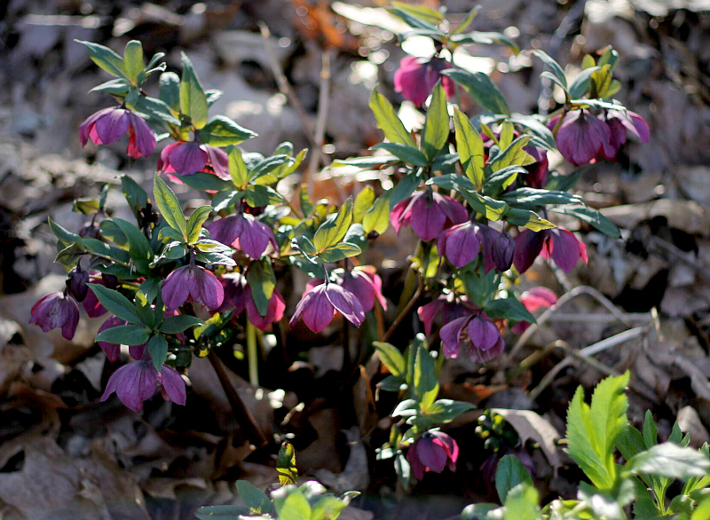 Patch of dark purple hellebores