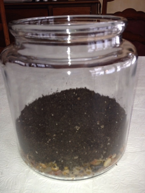 Large glass jar with a layer of pebbles and soil on top.