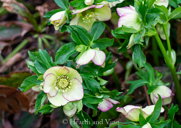 Cream colored hellebore in bloom