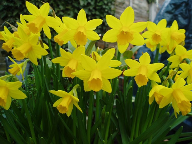 daffodils