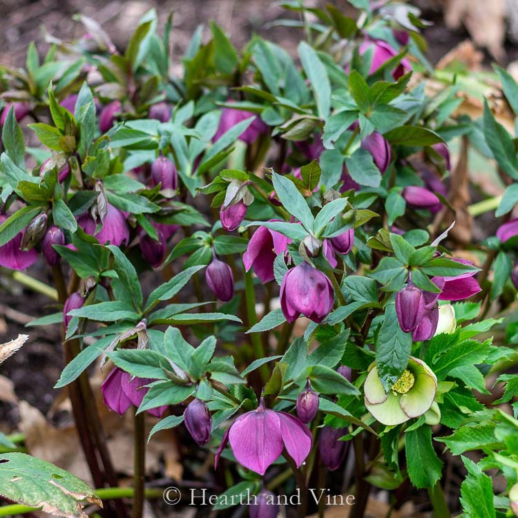 Dark purple hellebore in the garden