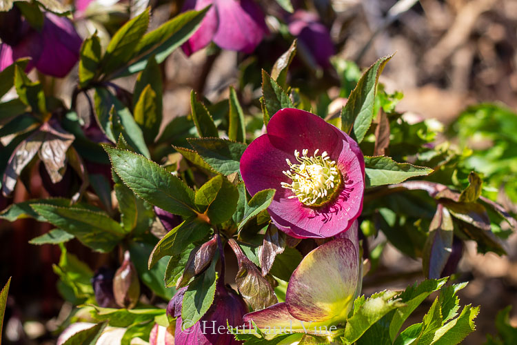 Dark helleborus orientalis or Lenten Rose