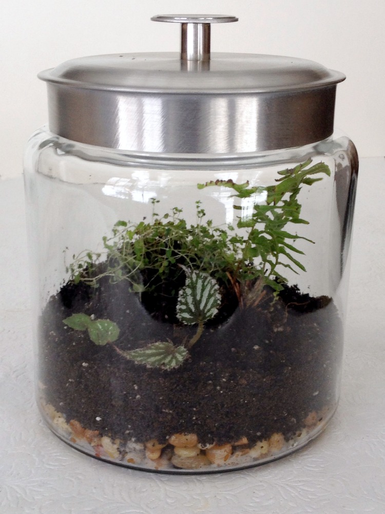 How to Create a Closed Terrarium - The Thrifted Planter