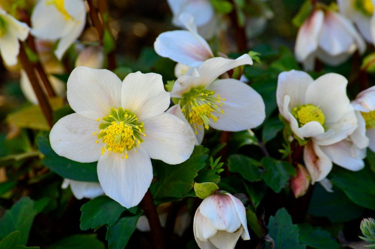 Helleborus niger - Christmas rose