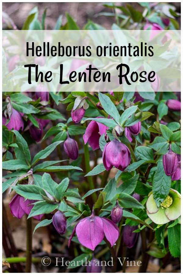 Purple lenten rose with graphics