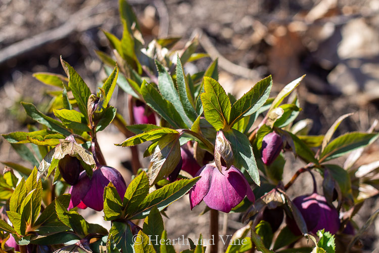 Lenten rose in early spring