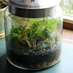 A terrarium in a large jar