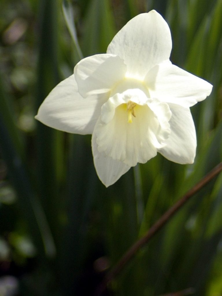 white daffodil