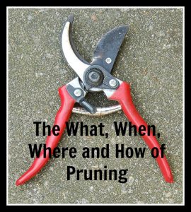 Basic Pruning Tips for a Beautiful Full and Lush Garden
