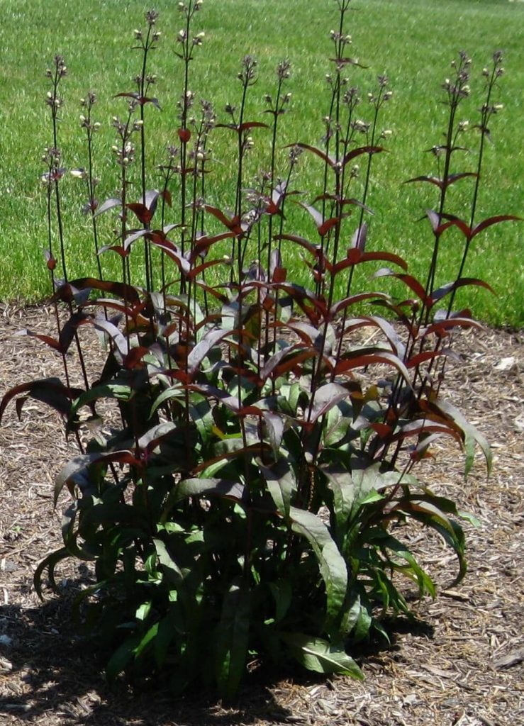 Penstemon Husker Red - colorful dark red stems.