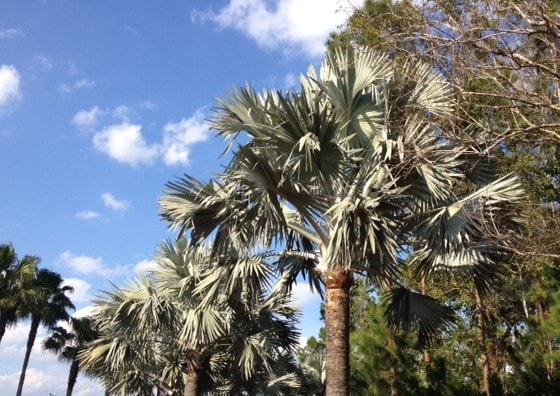 Grey Palms