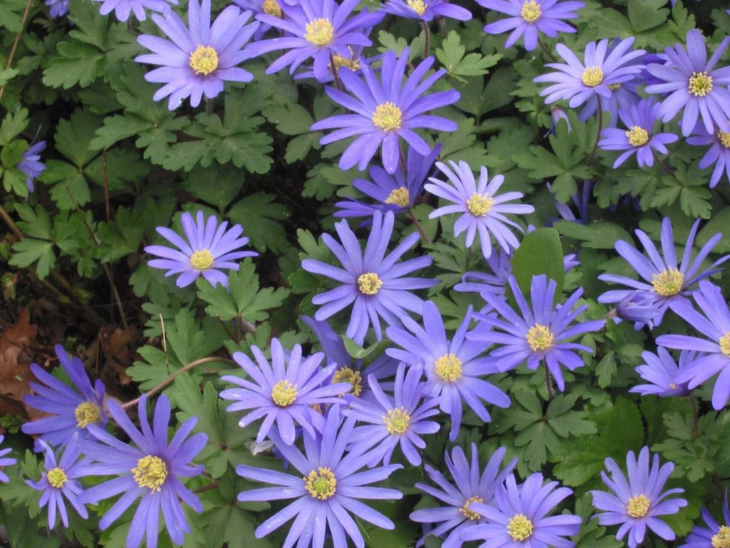 Anemone blanda ~ spring ephemerals ~ gardenmatter.com