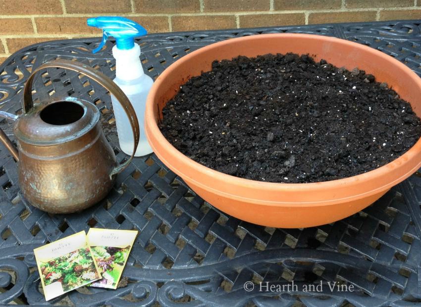 Growing lettuce in a container supplies