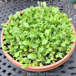 Lettuce grown in a container