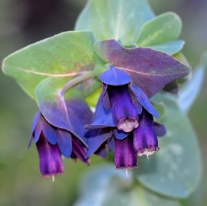 Blue Honeywort