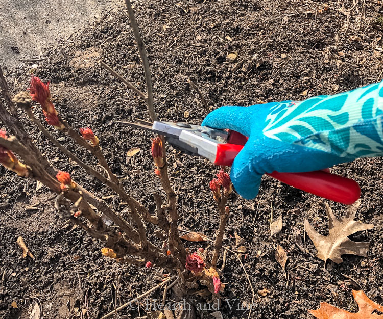 pruning tree peony in early spring