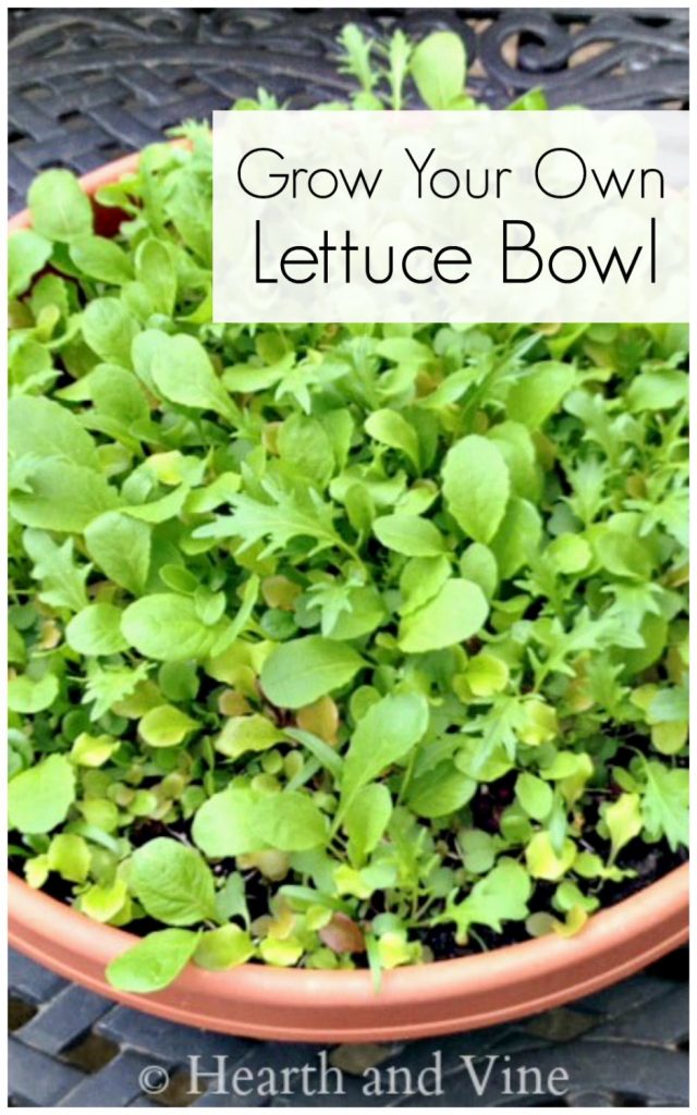 Lettuce in large round container