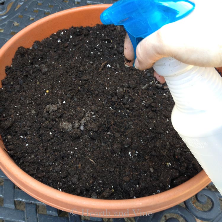 Spraying soil for lettuce garden in container