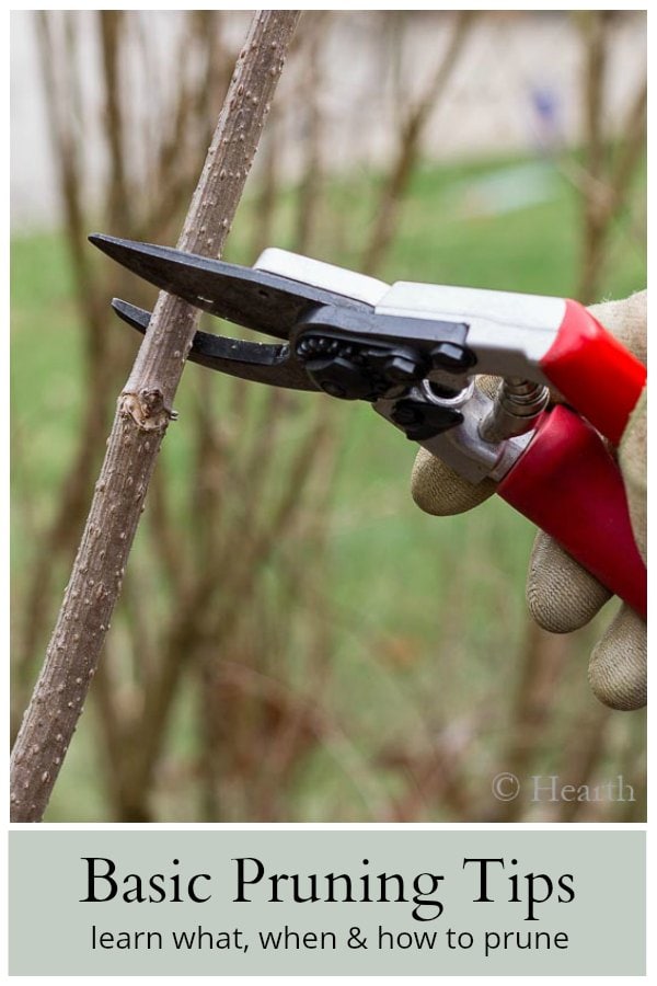 Basic Pruning Tips for a Beautiful Full and Lush Garden