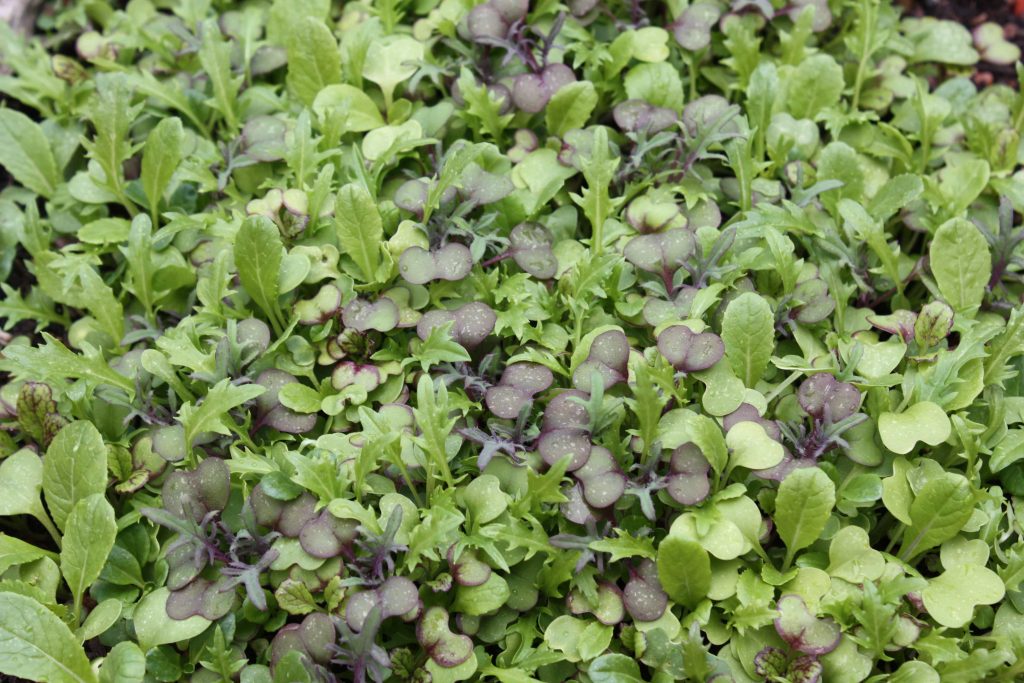 Mesclun leaves