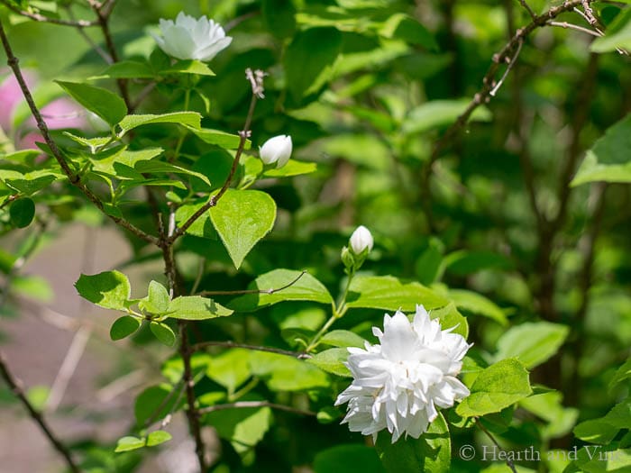 Mock orange shrub in flower.