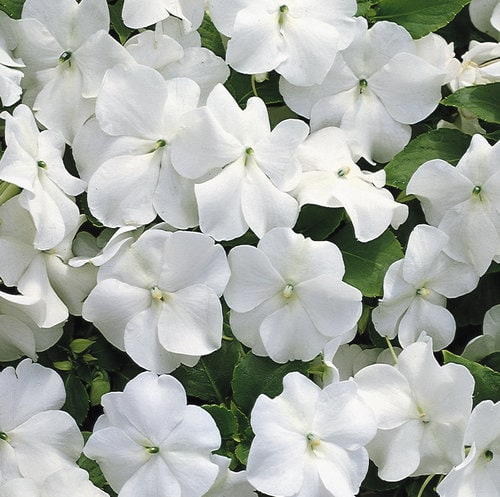 White impatien flowers.