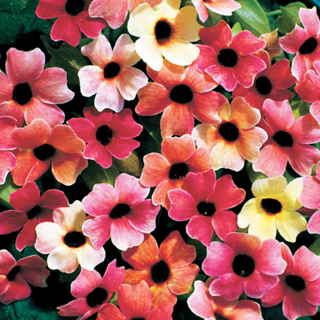 Black Eyed Susan Vine