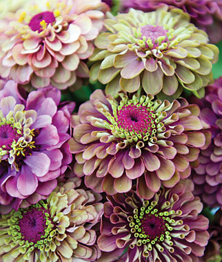 Queen Red Lime Zinnia