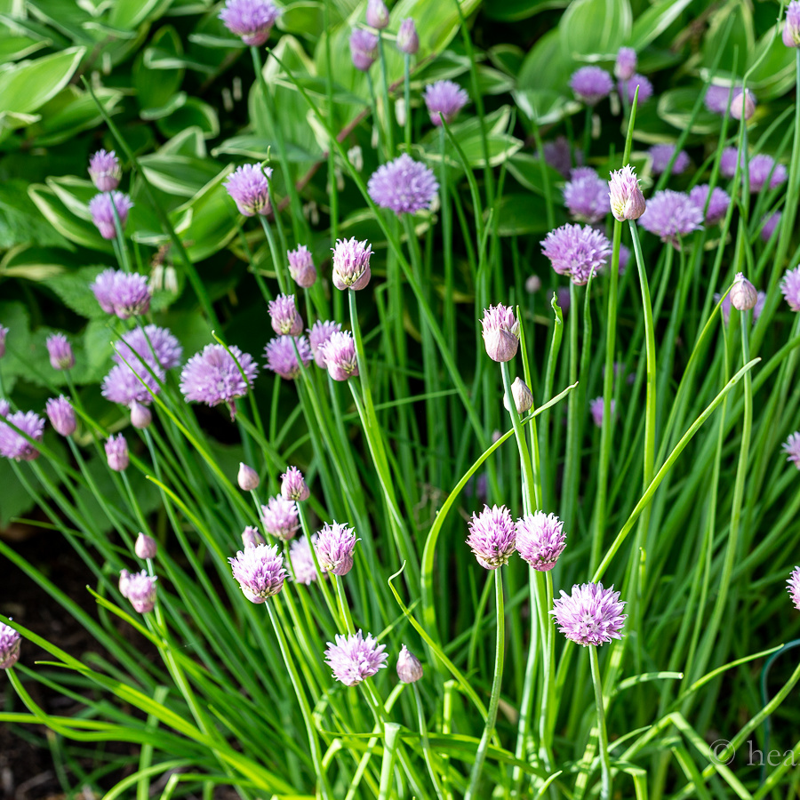 Chives in bloom