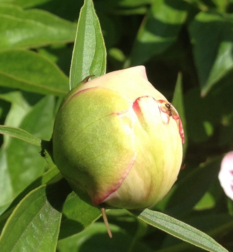 A peony bud with ants crawling.