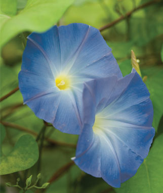 Heavenly Blue Morning Glory