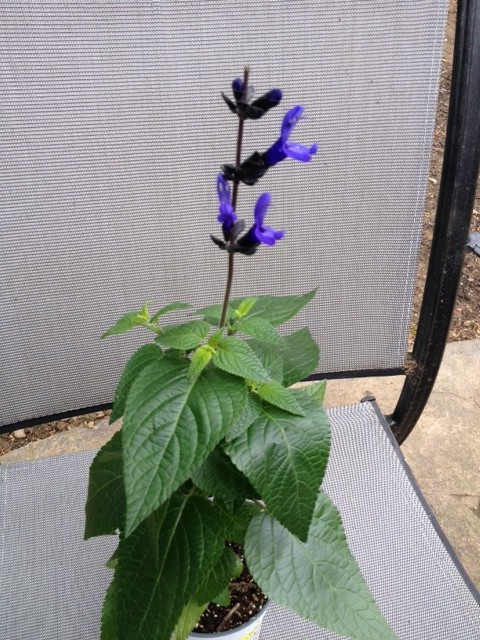 Salvia black and blue