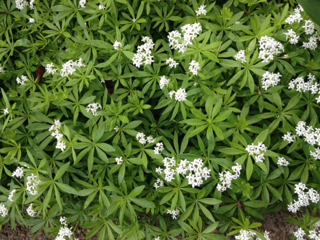 Sweet Woodruff in flower.