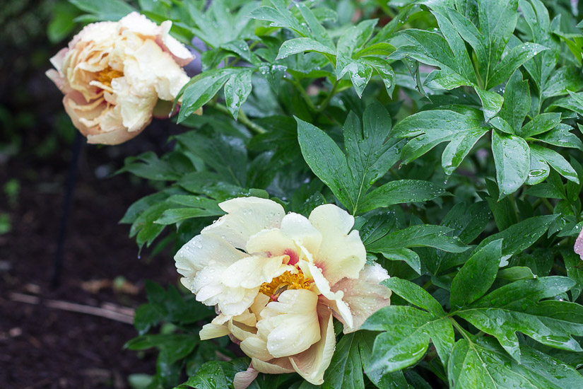 Itoh peony blooms.