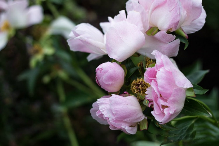 Single pink peony shrub.