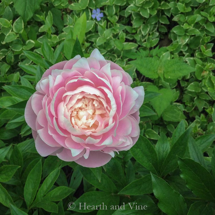 Double pink peony flower on the shrub.