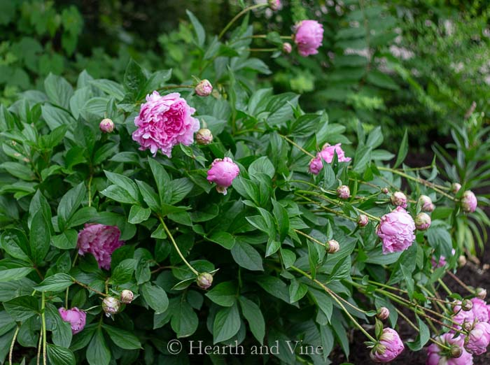 Pink garden peony plant in bloom in the garden.