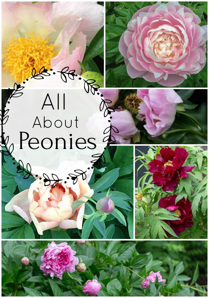 Peony collage including Itoh, old fashioned garden pink peonies, a dark red tree peony and single petal peonies.