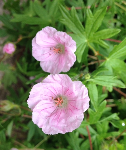 Geranium cinereum ‘Ballerina’