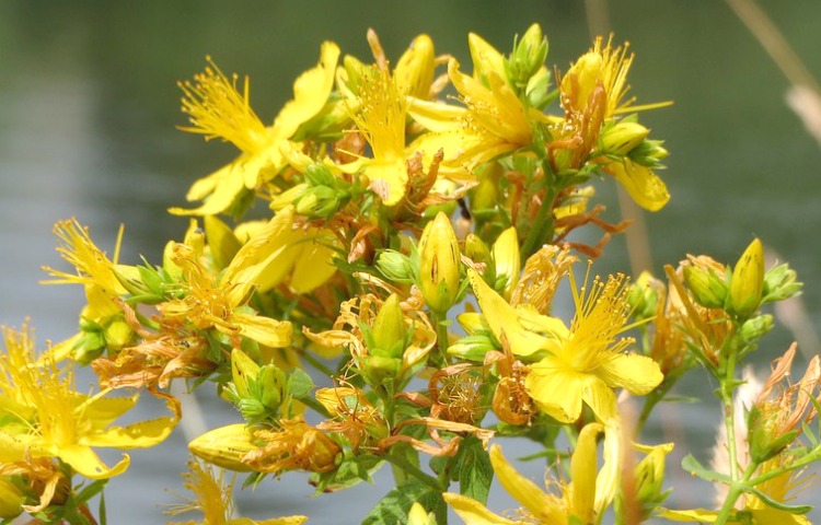 St John's wort flowers