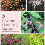 Collage of Sambucus, fothergilla in fall, beautyberry, weigela, and spirea shrubs.